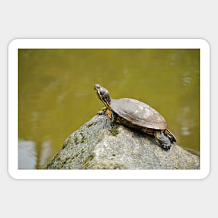 Turtle Sticker